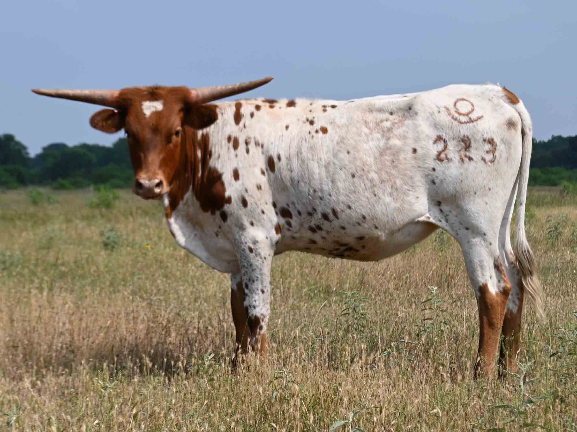 Rocking O Longhorns Texas Longhorn heifer calves for sale